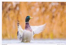 Wildlife postkarte vogel gebraucht kaufen  Deutschland