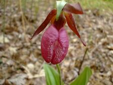 Cypripedium acaule orchid for sale  Ottawa Lake