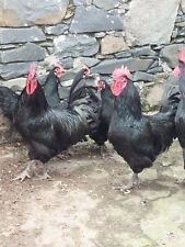 Black Jersey giant hatching eggs x6 for sale  DOWNPATRICK
