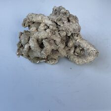 White coral cluster for sale  Galveston