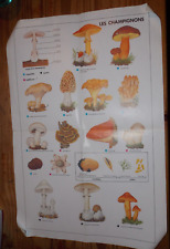 Affiche poster champignons d'occasion  Saint-Vallier