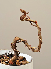 Bonsai flowering quince usato  Merate