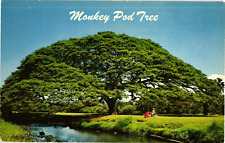 Monkey pod tree for sale  Seattle