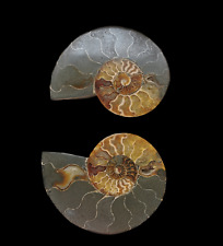 Fossili coppia ammoniti usato  Roma