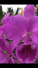 Cattleya labiata exotic for sale  Auburn