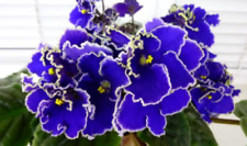 African violet beautiful for sale  USA