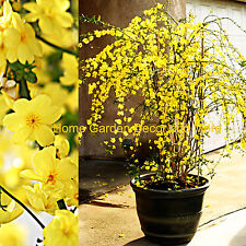 Chinese bright yellow for sale  Fountain Valley