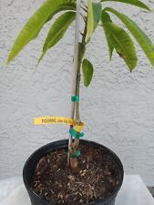 Mango pickering variety for sale  Palm Bay