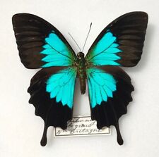 Papilio ulysse ambiguus d'occasion  Paris XI