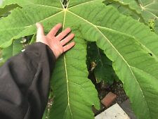 Tetrapanax papyrifer rex for sale  PENZANCE