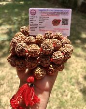 ROSÁRIO 54+1 contas grandes 18-20 mm vermelho certificado pelo laboratório 5 Mukhi RUDRAKSHA Rudraksh Mala comprar usado  Enviando para Brazil