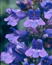 Pack penstemon heavenly for sale  Shipping to Ireland