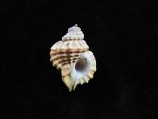 Sea shell Cymatium labiosum 28.3mm ID#7332 for sale  Shipping to South Africa