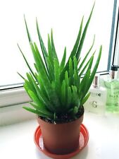 Usado, Evergreen Aloe Vera En Maceta medicinales Interior Exterior Casa planta agove Americana segunda mano  Embacar hacia Spain