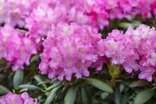 Rhododendron anastasia c15 gebraucht kaufen  Westerstede