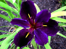 Iris louisiana black for sale  Shipping to Ireland