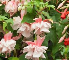 Fuchsia giant devonshire for sale  CHIPPING CAMPDEN