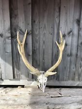 Red deer skull for sale  MANCHESTER