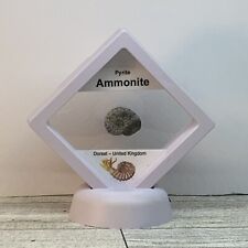 Pyrite Ammonite Extinct Mollusk Fossil in Display Case for sale  Shipping to South Africa