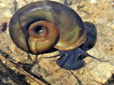 Pond snail great for sale  BOLTON