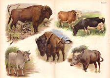 Bison american buffalo for sale  Lake Villa