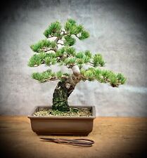 Pinus parviflora pentaphylla gebraucht kaufen  Golßen