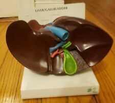 Gpi human liver for sale  Kew Gardens