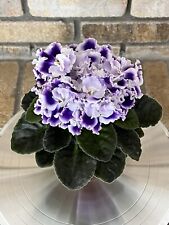 African violet rhapsodie for sale  Castle Rock