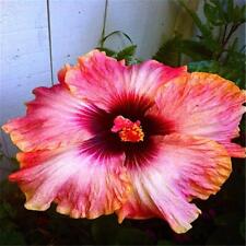 25pc hibiscus seeds for sale  Goldsboro