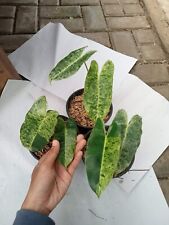 Usado, Philodendron Burle Marx em perfeito estado Variegated 2leaf || Burlemarx em perfeito estado comprar usado  Enviando para Brazil