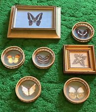 insect collection for sale  Lexington