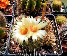  Thelocactus setispinus (15 seeds) for sale  Shipping to South Africa