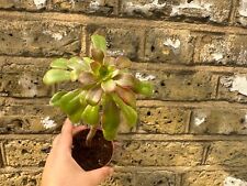 Aeonium atropurpureum plant for sale  LONDON
