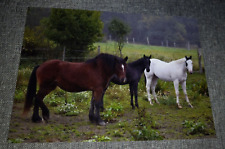 Horses postcard named for sale  Coopersville