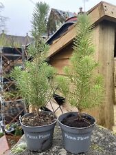 Stone pine saplings for sale  NEWARK