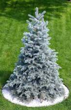 Colorado blue spruce for sale  Massillon