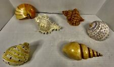 Artificial sea shells for sale  Lawrenceville