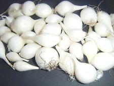 200 white onion for sale  Evarts