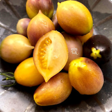 Tomate indigo kumquat gebraucht kaufen  Oldenburg