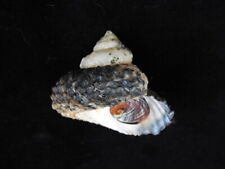 Sea shell cookia for sale  SOUTHAMPTON