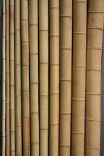 Bambusrohr 2cm bambusrohre gebraucht kaufen  Penig