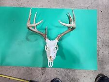 head skull deer antler for sale  Hinton