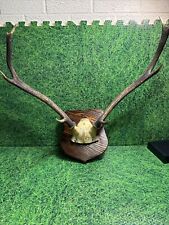 Deer antlers red for sale  NEWTOWNARDS