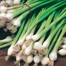 Spring onion white for sale  THAME