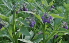 Crowns russian comfrey for sale  Agra