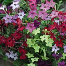 Tobacco plant nicotiana for sale  IPSWICH