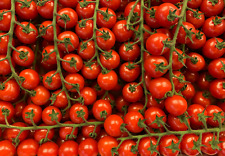 Sweet million tomato for sale  Saint Augustine