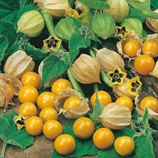 Physalis plug plants for sale  SPILSBY