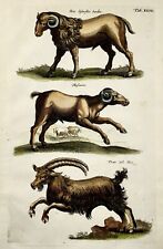 1657 ibex mouflon d'occasion  Expédié en Belgium