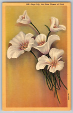 Utah sego lily for sale  Columbus